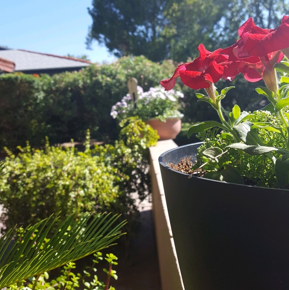 Meet your Posher, Sydney